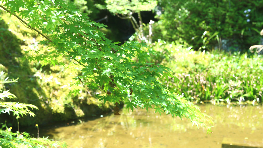 敷地内には生き物が多く生息する池も！