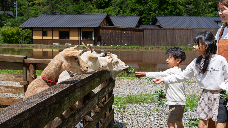 【ヤギの餌やり体験】敷地内の畜舎ではヤギたちなど、生き物と触れ合うことができます。