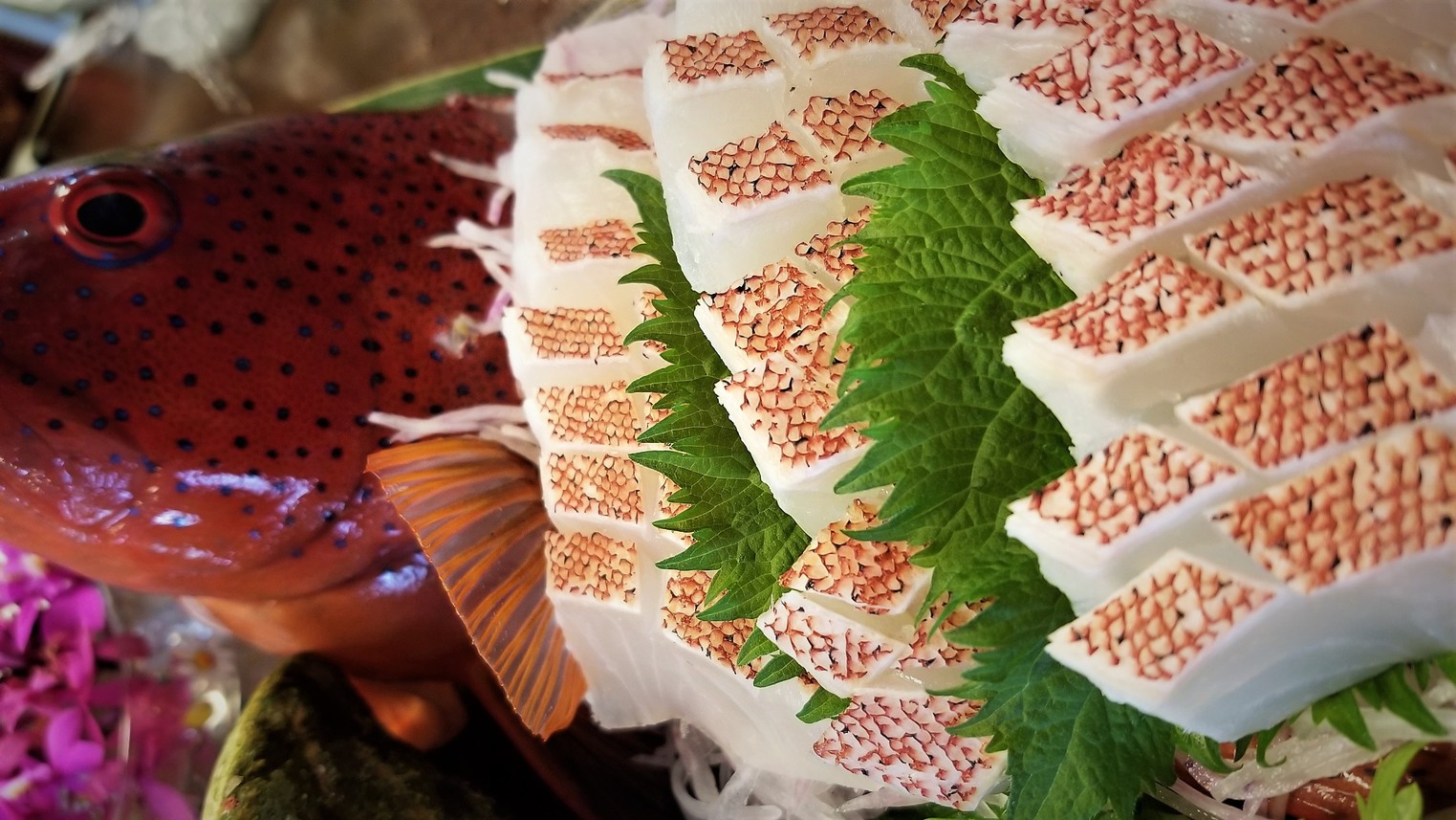奄美大島の高級魚「スジアラ」