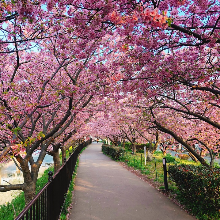 河津桜