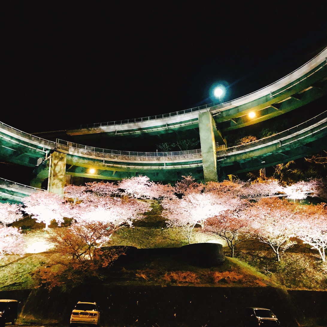 天城ループ橋河津桜夜桜