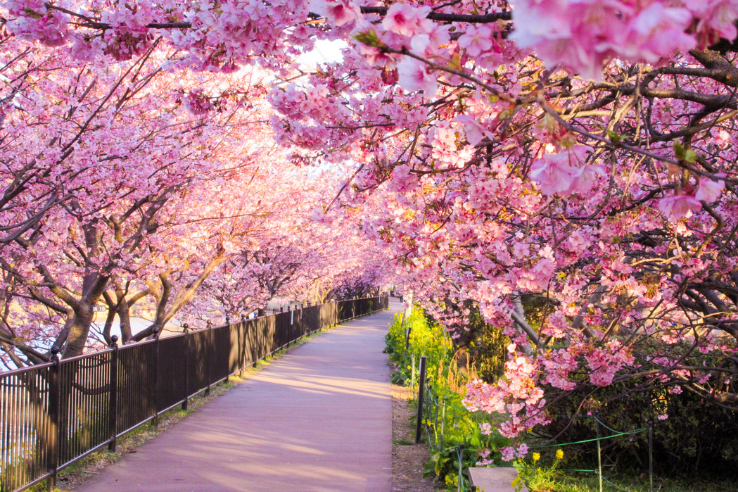 河津桜