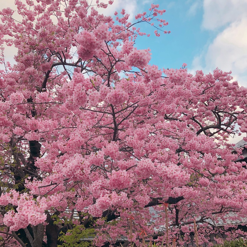 河津桜