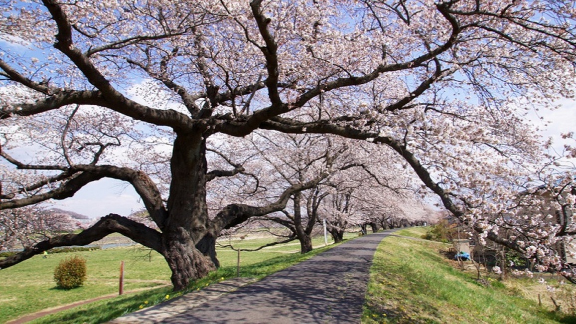 日本さくら100選「白石川堤一目千本桜」「柴田船岡城址公園の桜」