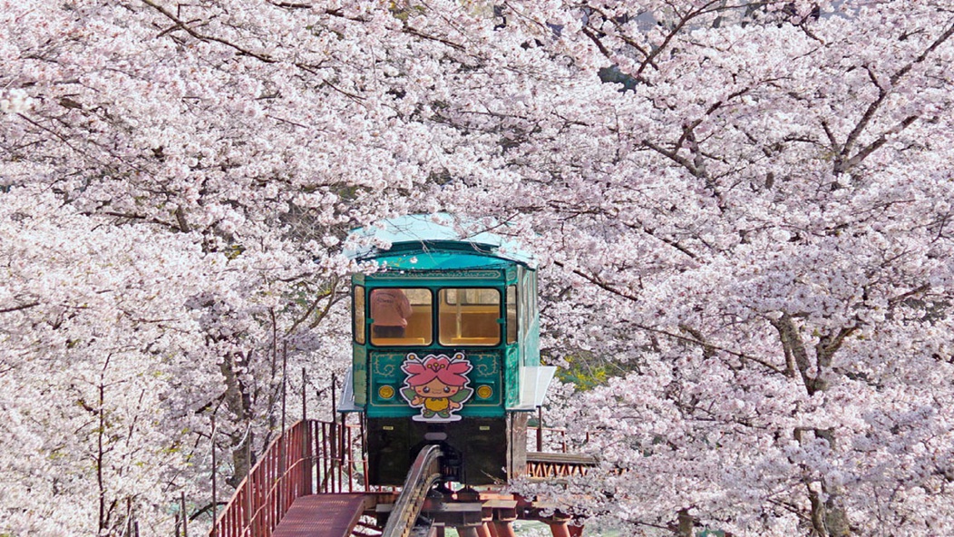 日本さくら100選「白石川堤一目千本桜」「柴田船岡城址公園の桜」