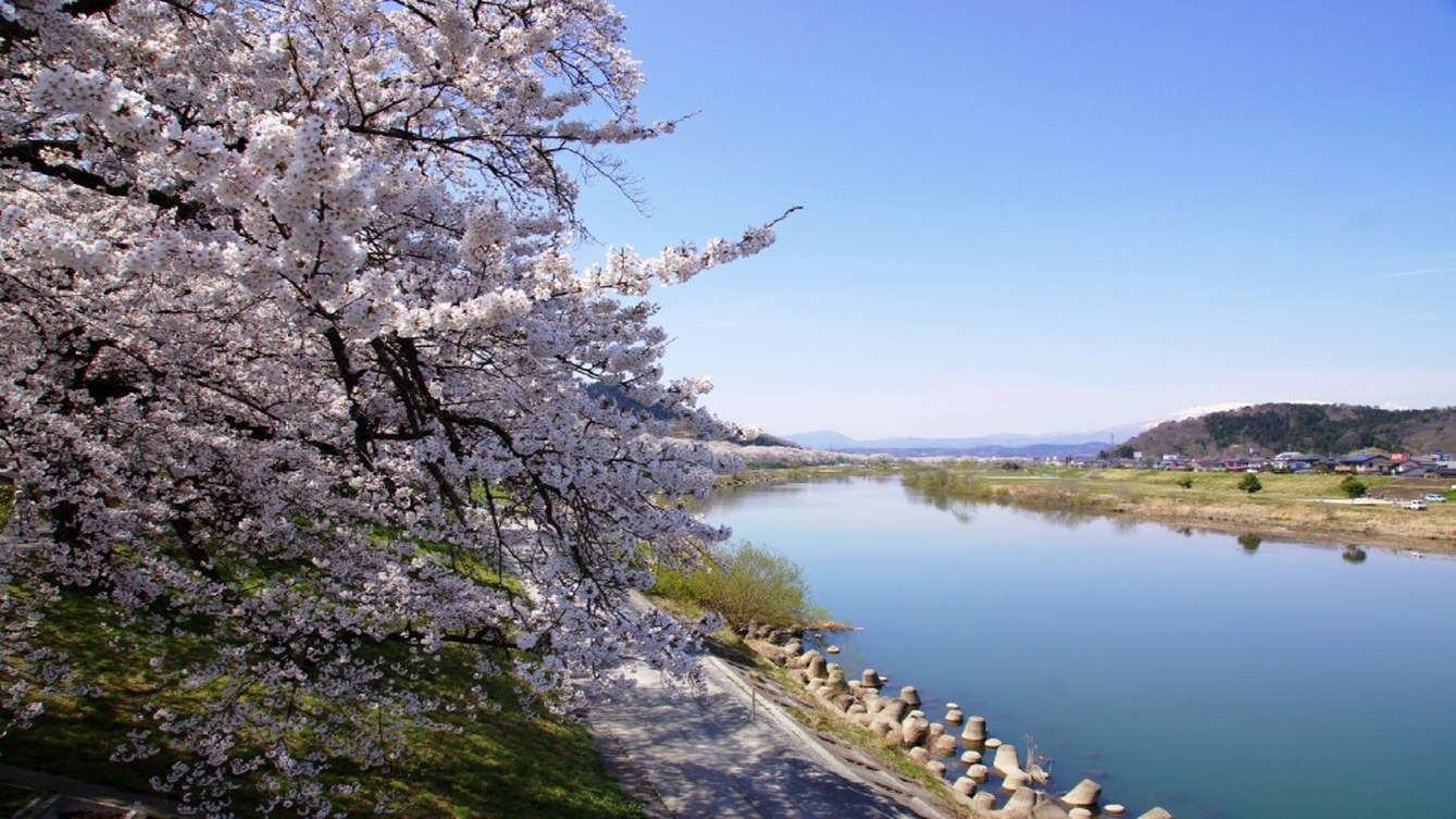 日本さくら100選「白石川堤一目千本桜」「柴田船岡城址公園の桜」