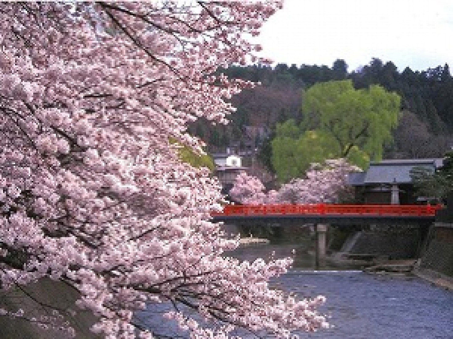 飛騨高山中橋（春）