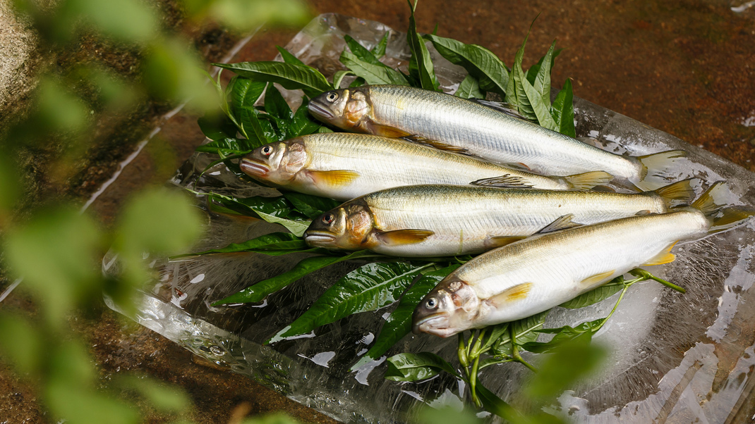 【食材】 播磨灘など近郊で水揚げされた旬の魚をご提供。