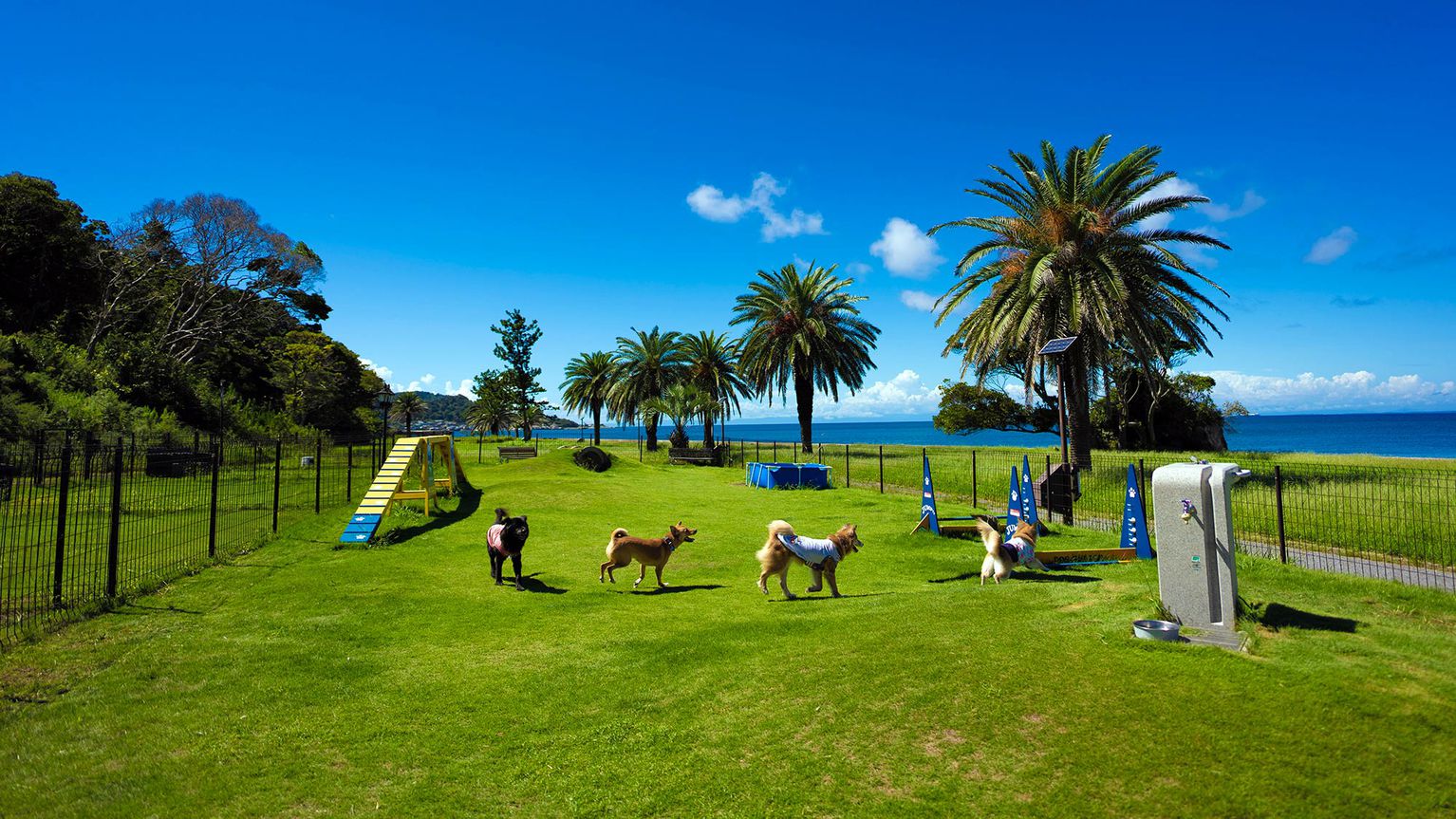 ・【ドッグラン】国定公園の中にあるドッグラン。開放感溢れる南房総でバカンスを過ごしませんか