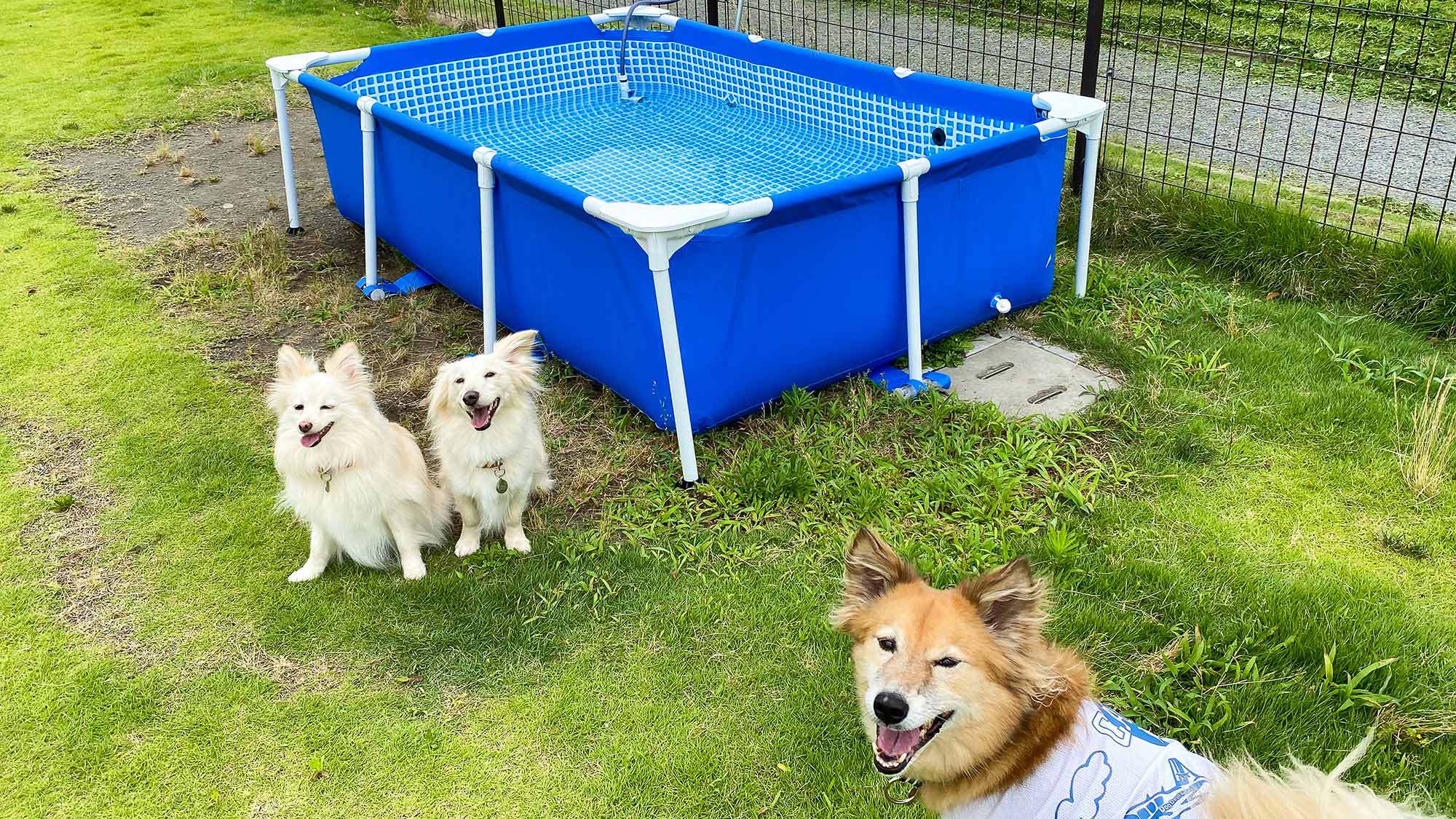 ・【ドックプール】夏季はドッグランにわんちゃん用プールを設置します（7〜10月頃）