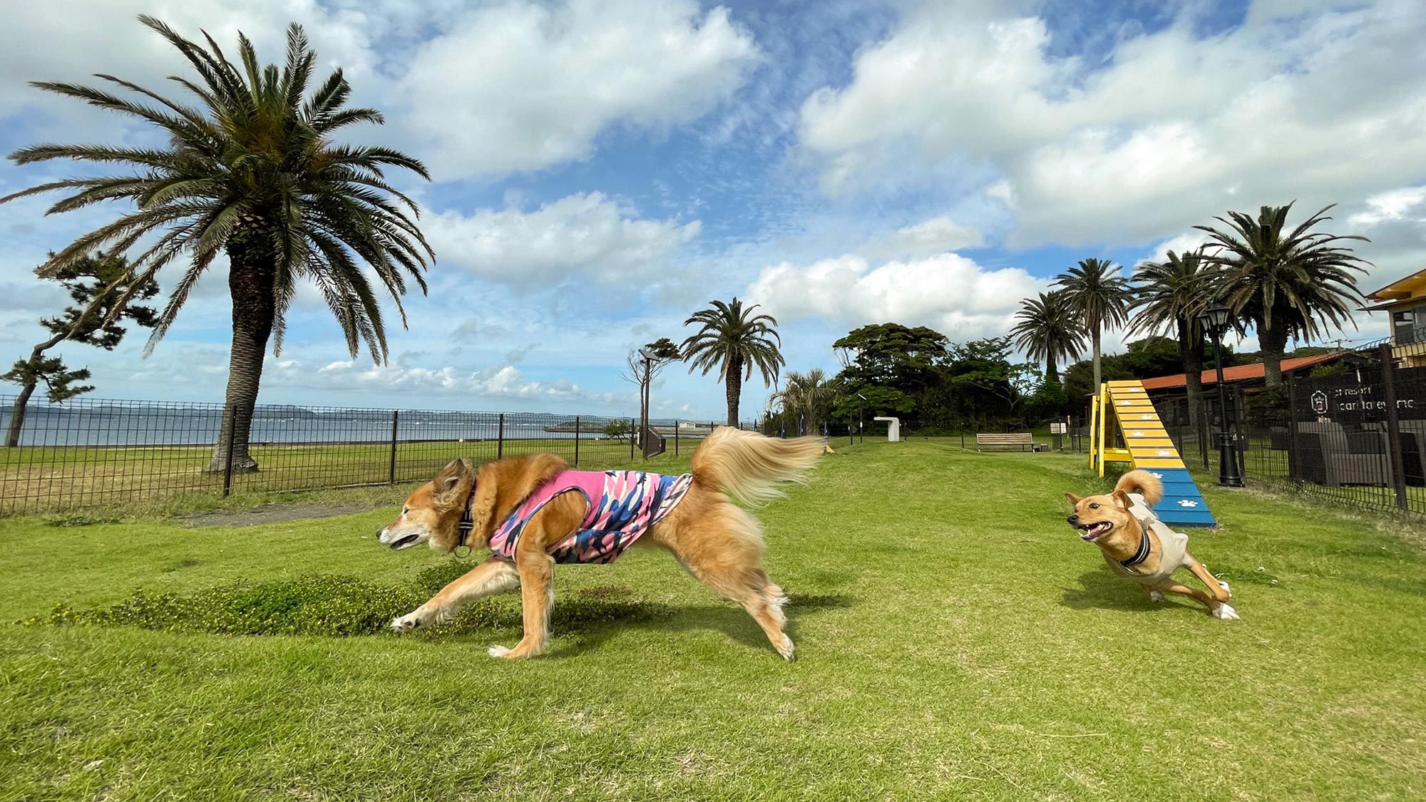 ・【ドッグラン】大型犬も走り回れる大きなドッグラン。わんちゃんも大はしゃぎ！