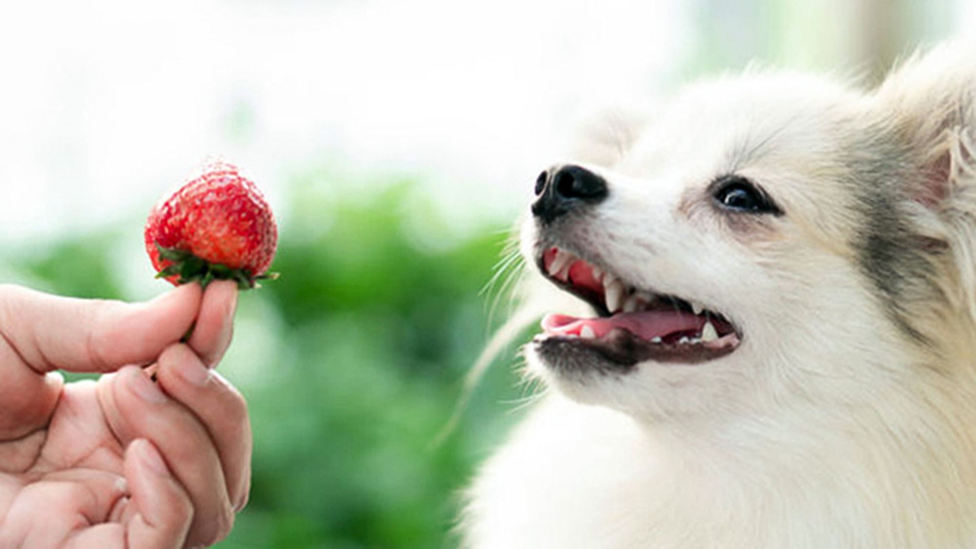 ・【滞在イメージ】誰にも遠慮せず、愛犬と共にゆったりとお過ごしください