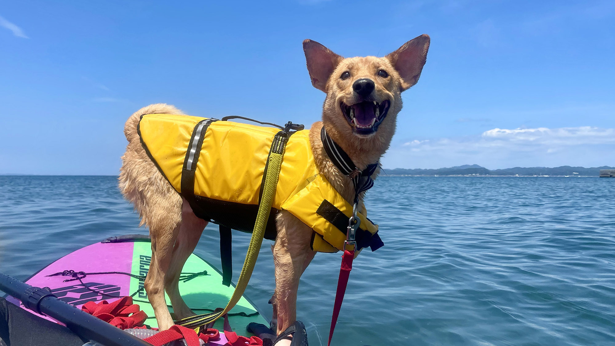 ・【Dog SUP(有料）】ライフジャケットとロングリードもあり、泳ぎが初めてのわんちゃんでも安心