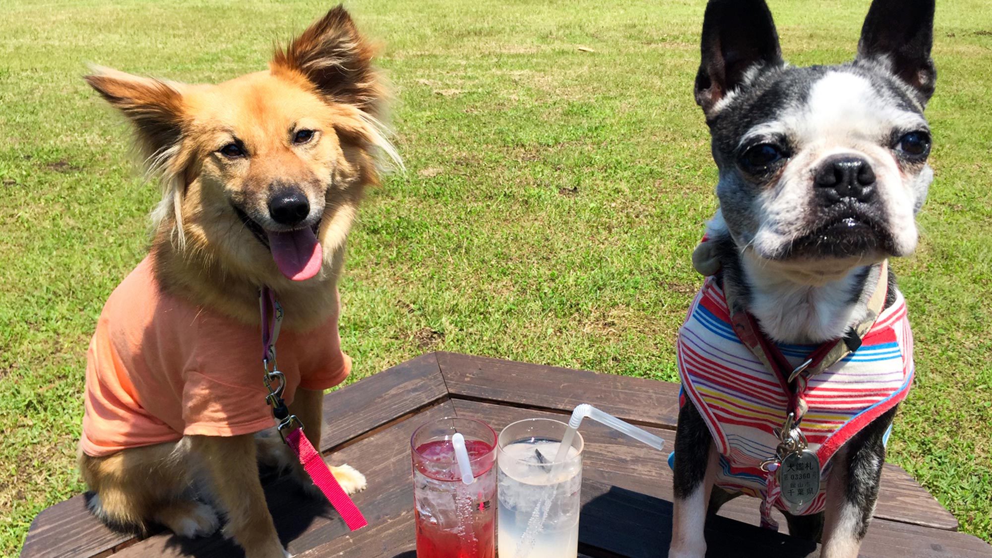 ・【景観】時間を忘れて愛犬とくつろぐ休日を♪