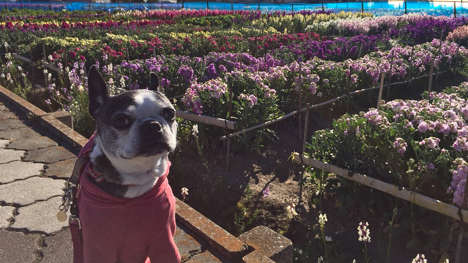 ・【千倉花摘み】色とりどりの花畑が広がります。お花の香りに包まれて花摘みを楽しみませんか