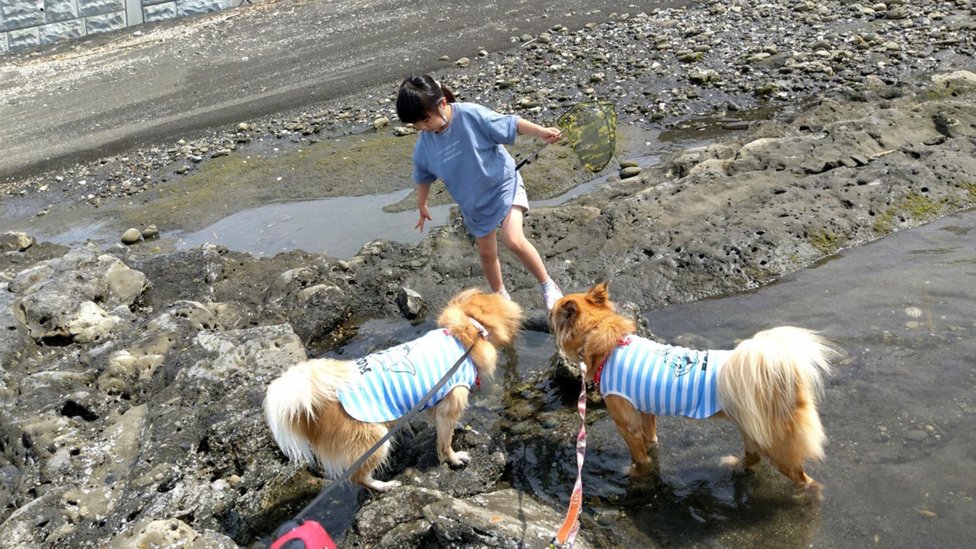 ・【磯遊び・ビーチコーミング】海が怖いわんちゃんも潮だまりなら安心。お子様も一緒に遊べますよ