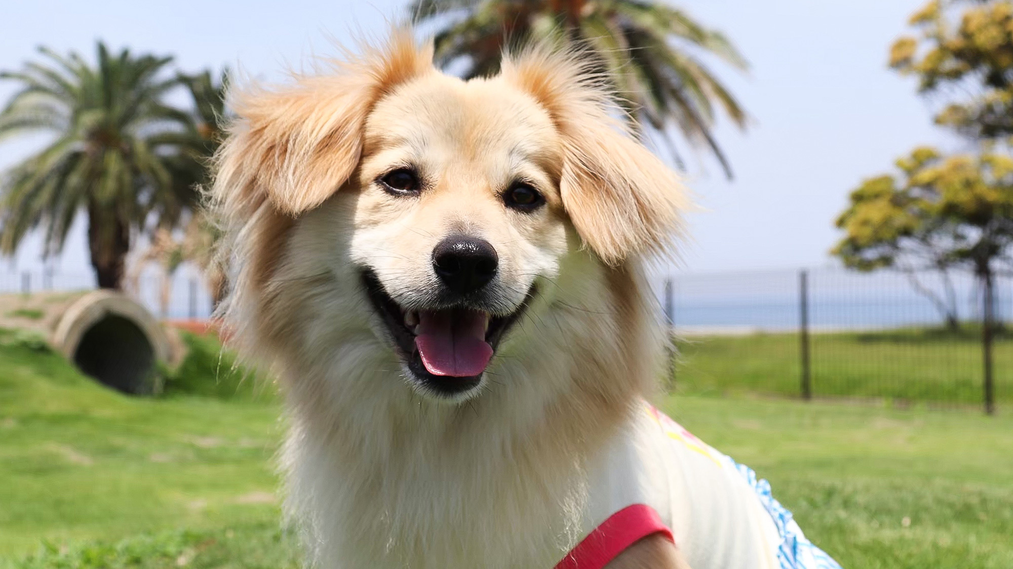 ・【ドッグラン】波の音や潮の香りにつつまれてリフレッシュ。愛犬と過ごす至福の時間♪