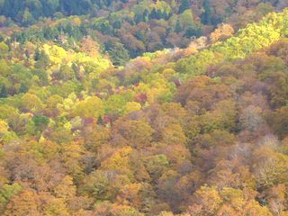 錦平の紅葉