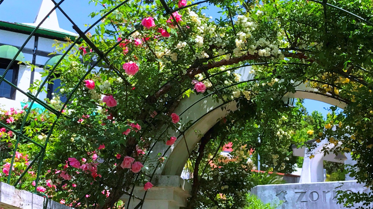 当館バラ園に咲く美しいバラ。毎年春〜初夏に見ごろを迎えます。