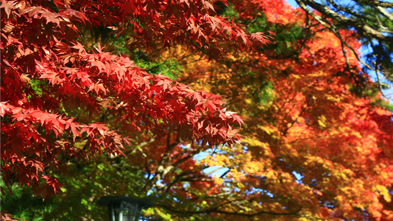 高野山は秋になると紅葉が非常にきれいです。