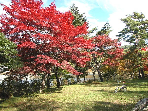 蓼科湖畔の紅葉