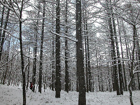 雪の唐松林