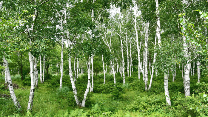 八千穂高原 日本一の白樺群生林