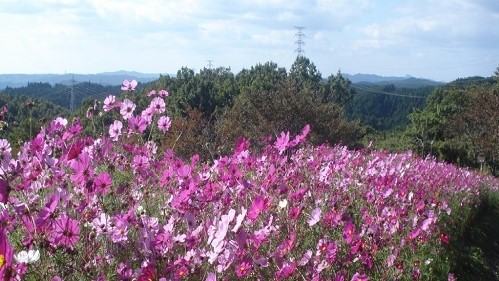 【国営ひたち海浜公園】家族で楽しめる自然豊かなレクリエーション施設がございます♪