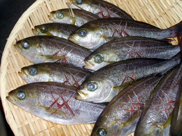 イサキ食材