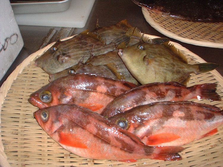 メバルカワハギ