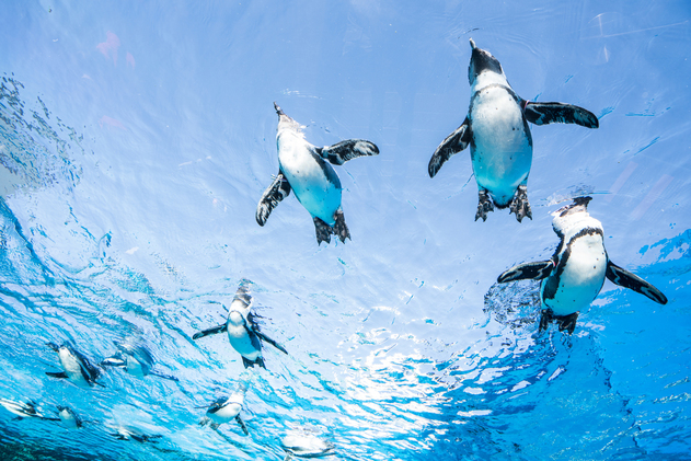 サンシャイン水族館