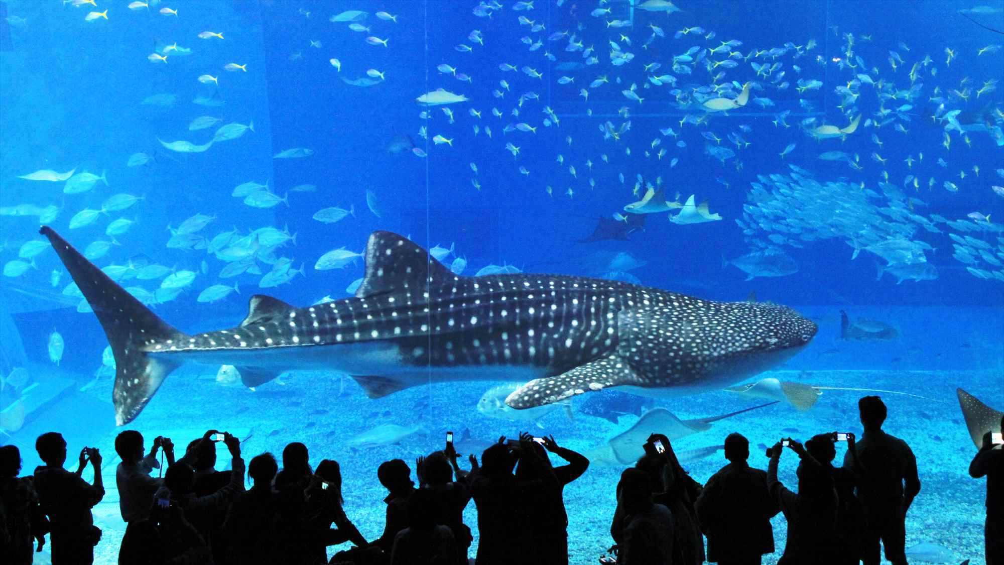 沖縄を代表する人気スポット「美ら海水族館」悠々と泳ぐジンベイザメ