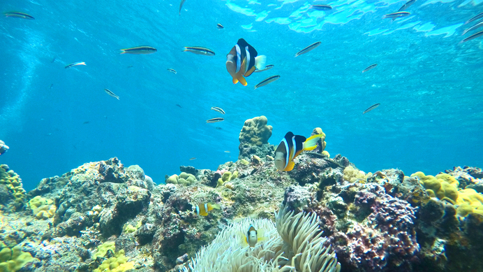 サンゴの海