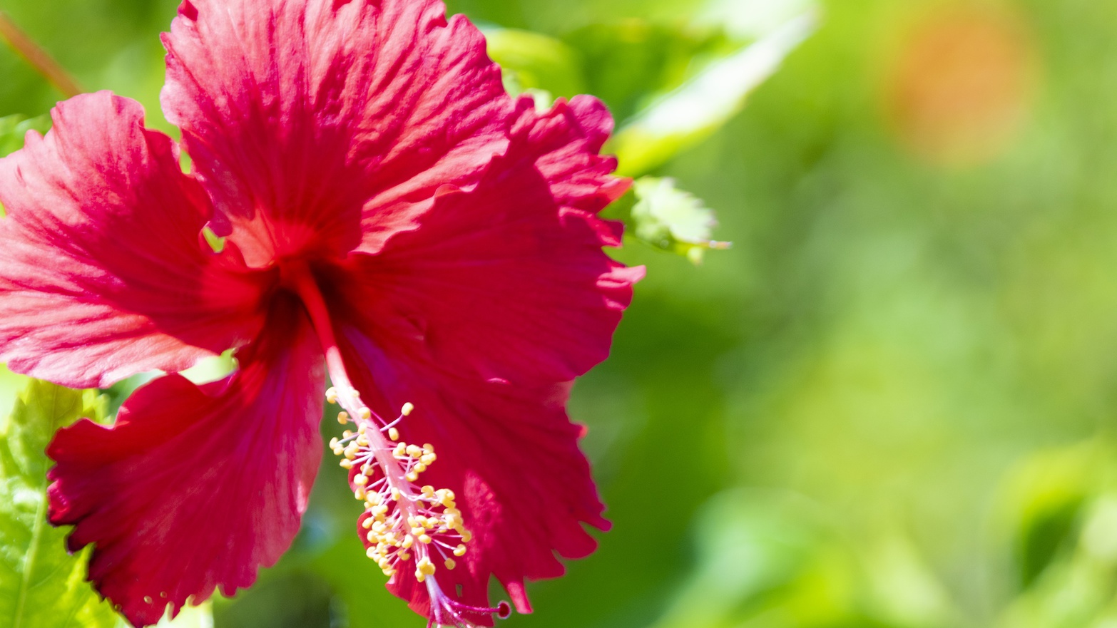 【ハイビスカス】沖縄を代表する花といえばハイビスカス。