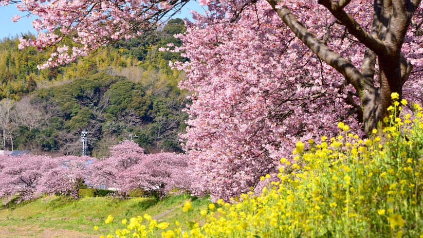 みなみの桜と菜の花まつり