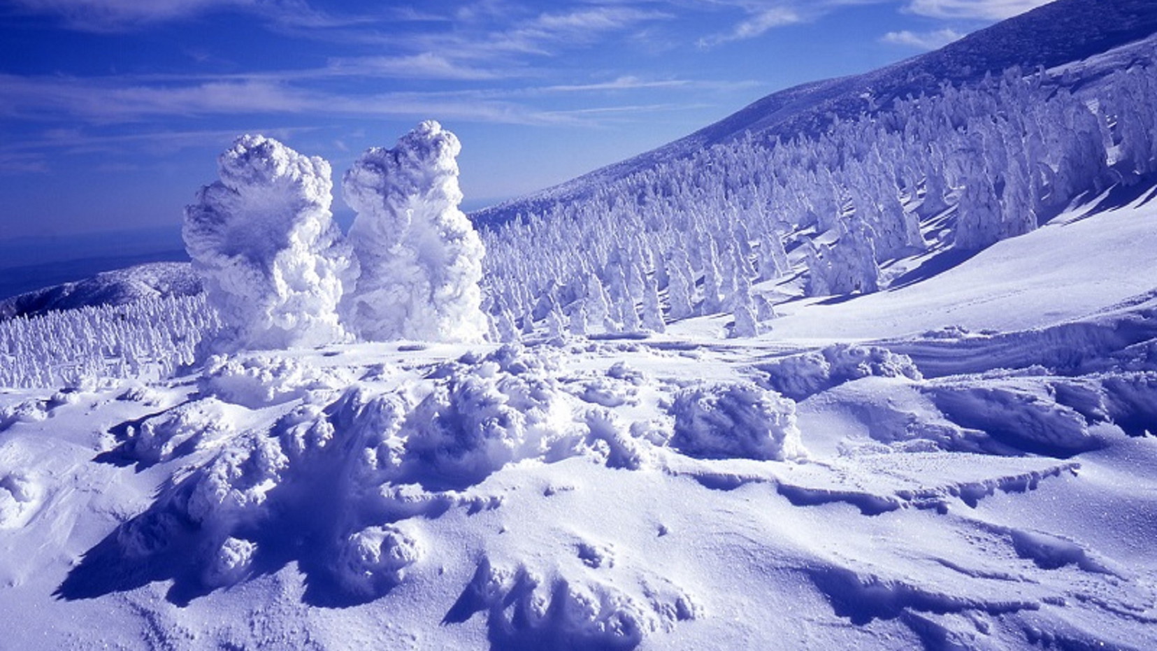 蔵王の樹氷（写真提供：山形観光物産協会）