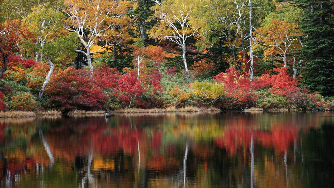 景色｜赤・黄・緑色のバランスが美しい北海道の紅葉。本州とは異なる美しさの紅葉を見ることができます。