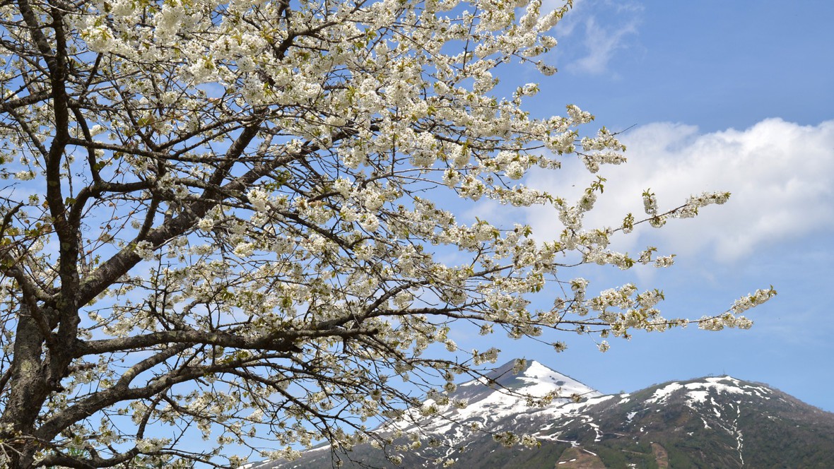 景色｜美しい桜と雪が残る山々。力強い緑の息吹を感じる、春の北海道も魅力的です。