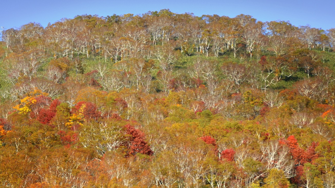 景色｜針葉樹と広葉樹が織り成す絶妙な紅葉。山々に囲まれたニセコならではの秋の風景です。