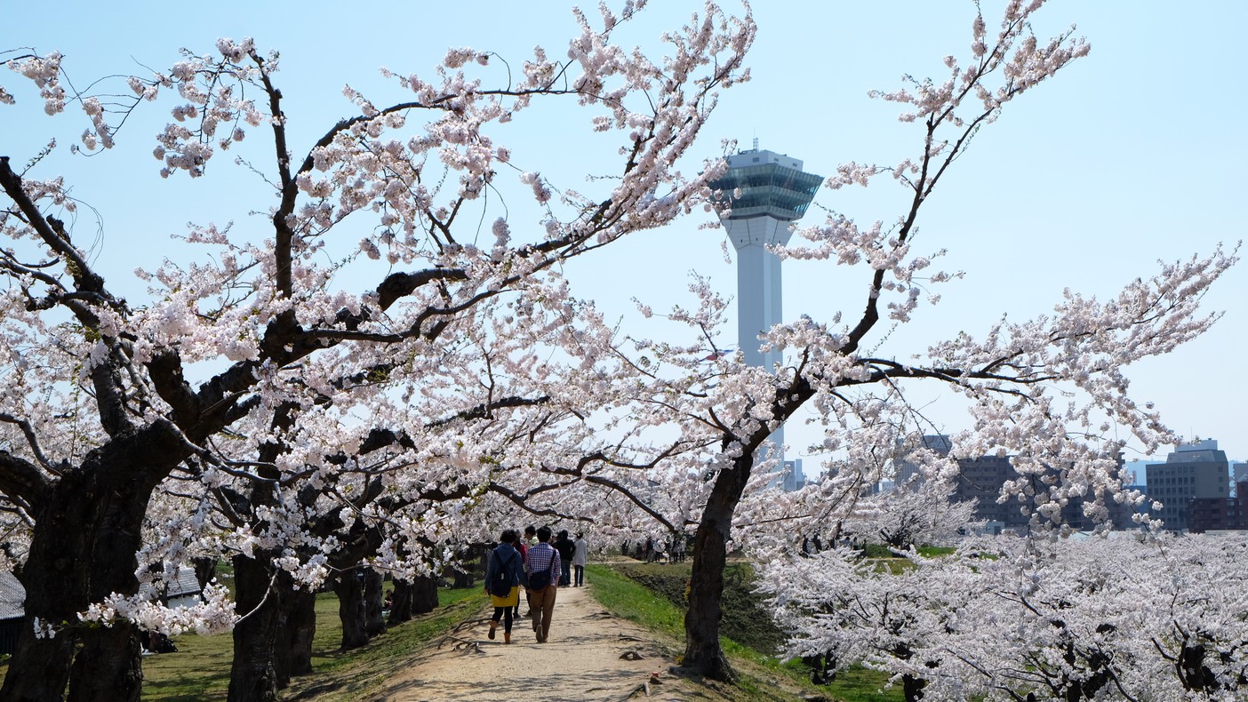 春の五稜郭〜園内のソメイヨシノ見頃は、例年、4月下旬〜5月中旬です！