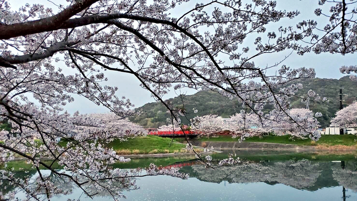 当館から徒歩2分ほどにある青野川。春には河津桜やソメイヨシノが咲き誇ります