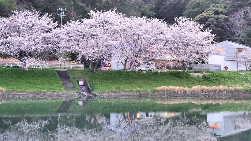 青野川沿いに咲くソメイヨシノを眺めながら、ワンちゃんとのお散歩はいかがですか♪