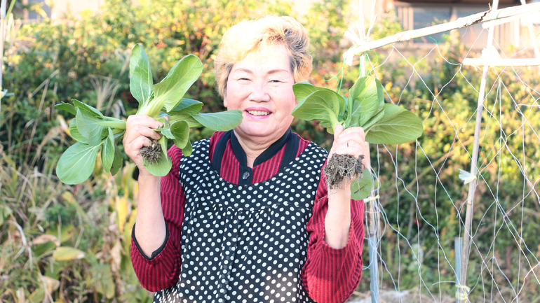 自家菜園の野菜