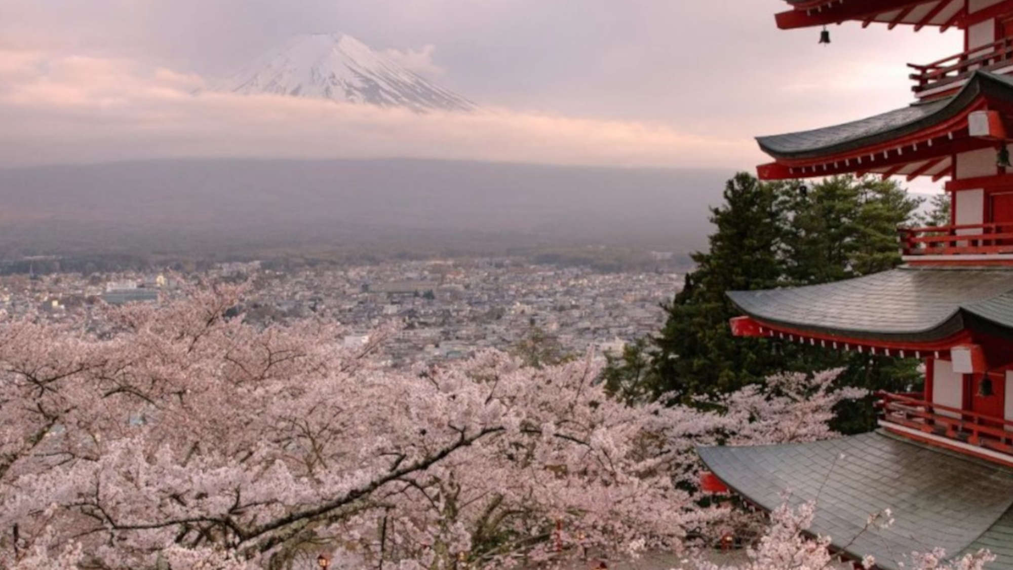 ・新倉山浅間公園の桜当館すぐ隣！富士山と桜、五重塔を一度に見ることができます