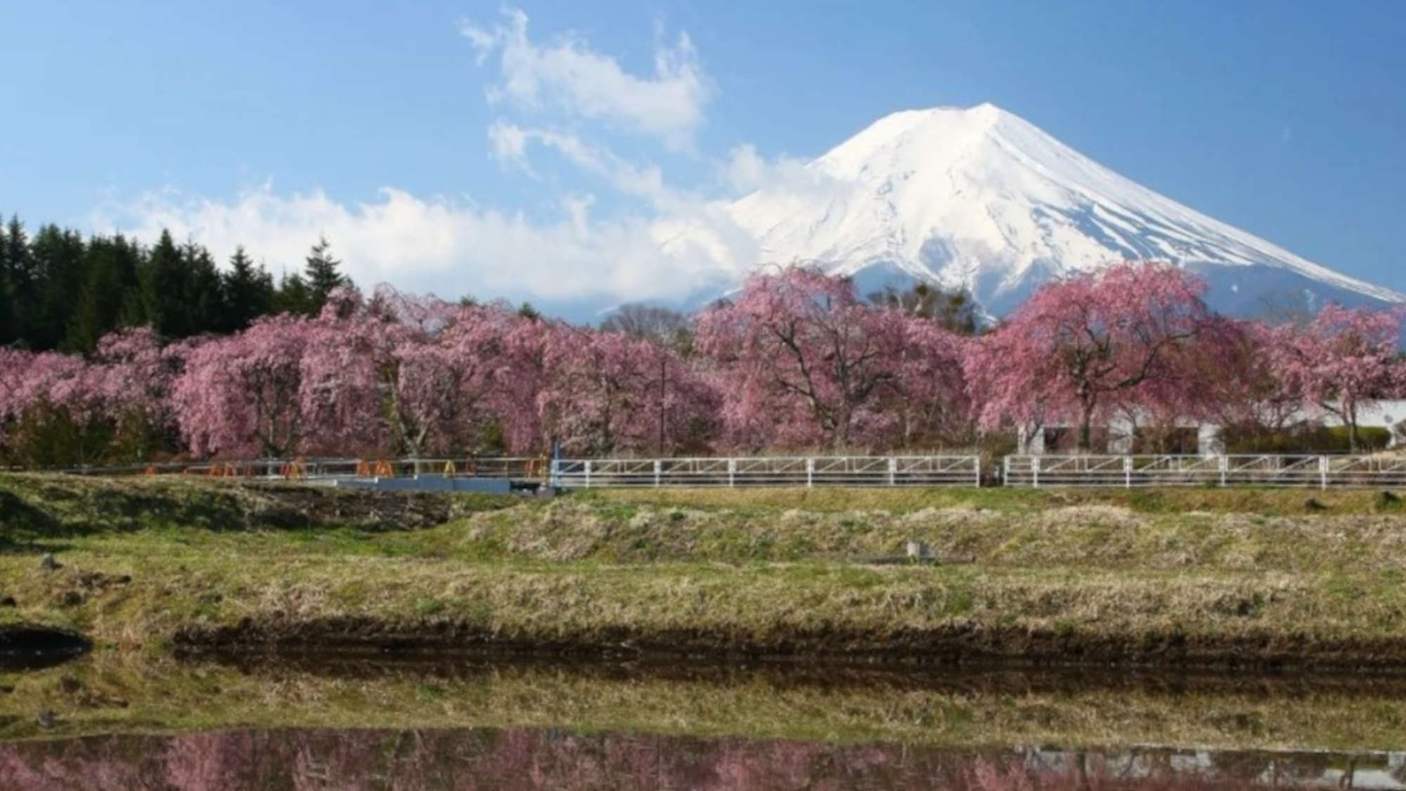 ・新倉山浅間公園の前の川沿いの桜4月は川沿いをお散歩するのがおすすめです