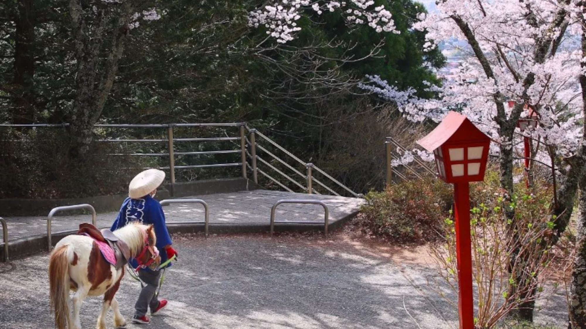 ・新倉山浅間公園の桜当館すぐ隣！気軽にお花見を楽しんでいただけます。