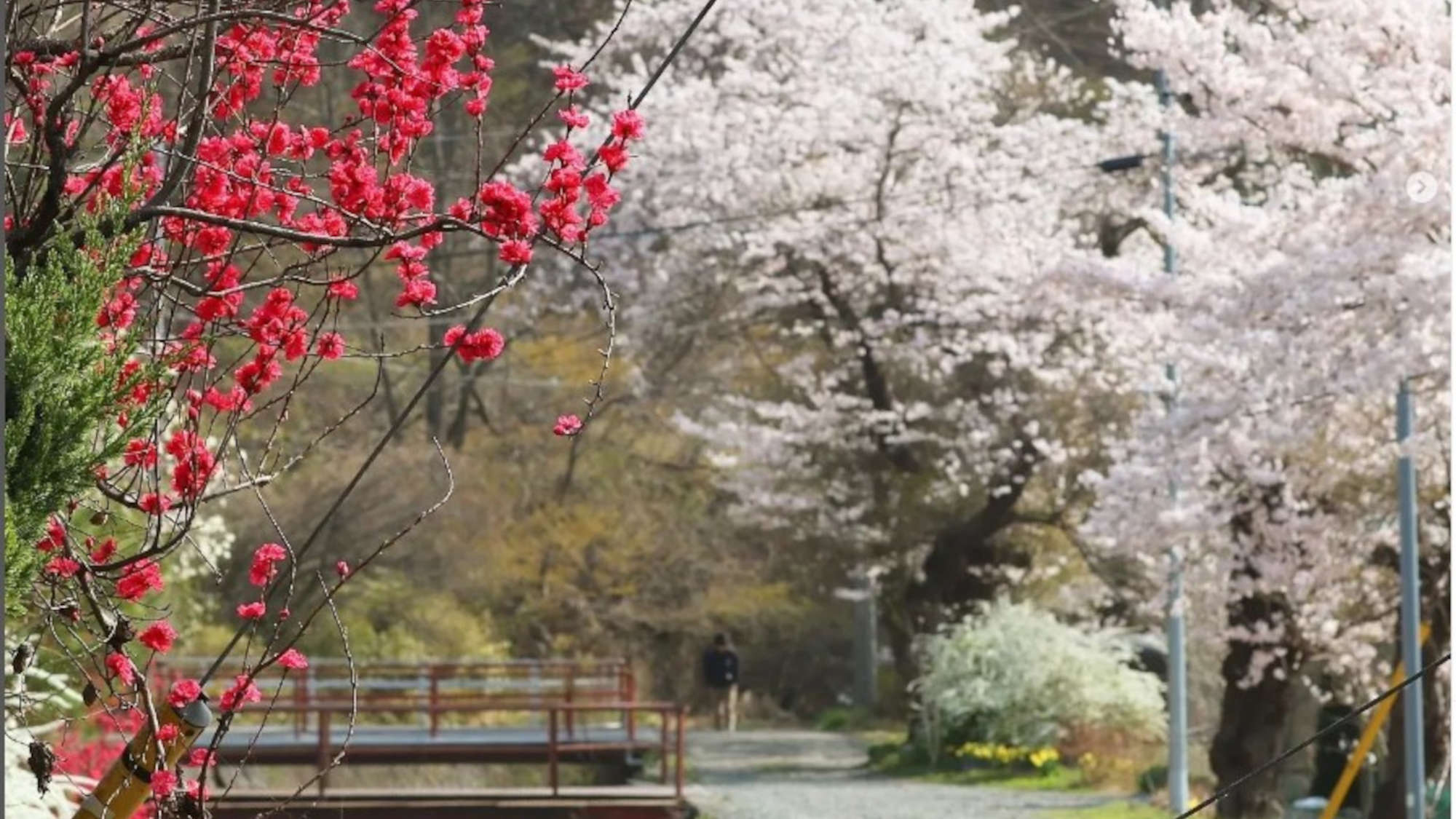 ・新倉山浅間公園の前の川沿いの桜4月は川沿いをお散歩するのがおすすめです