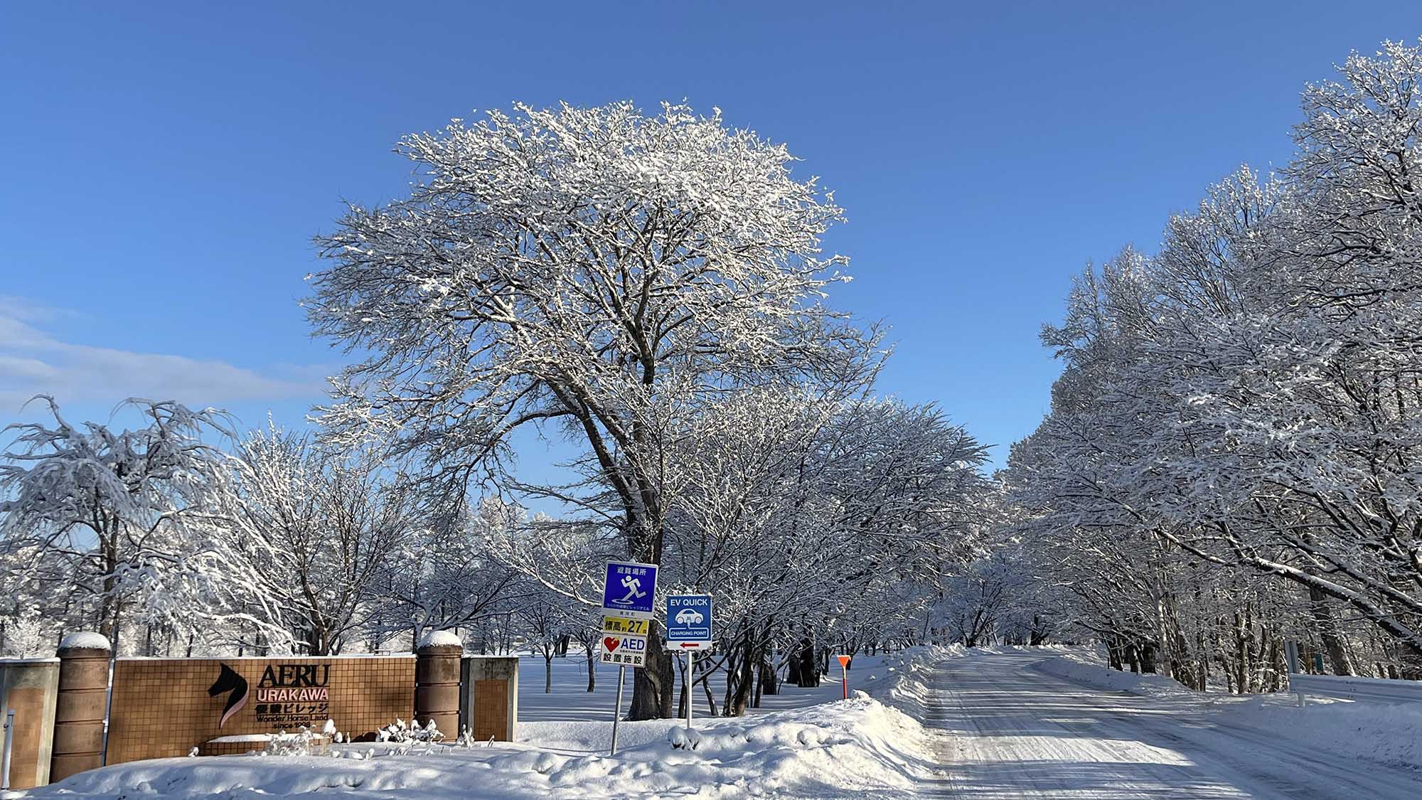 ・【雪の優駿さくらロード】一面の銀世界。冬ならでは風景が広がります