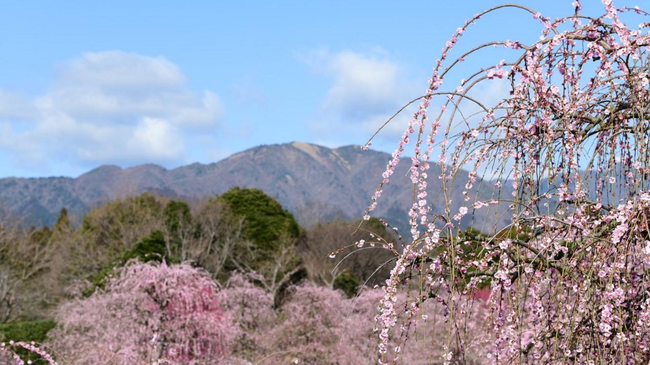 【鈴鹿の森庭園】春先には約200本のしだれ梅が咲き誇る（当館より車で約20分）
