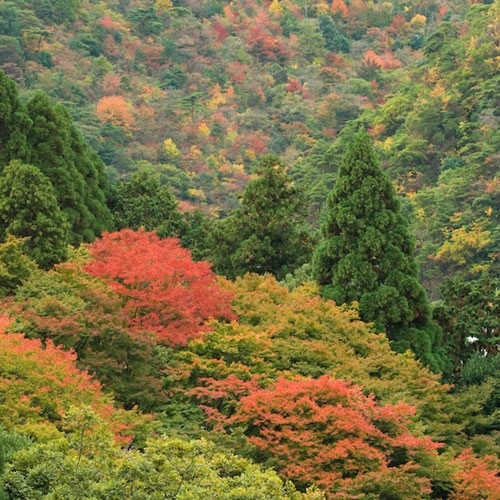 【絶景の宿】秋の紅葉例年11月中旬に紅葉のピークを迎えます。有馬温泉町内が大変賑わう季節です。